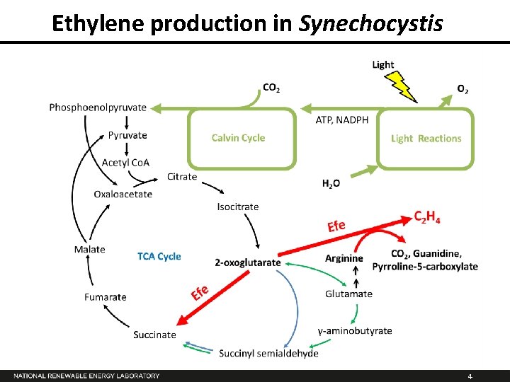 Ethylene production in Synechocystis 4 