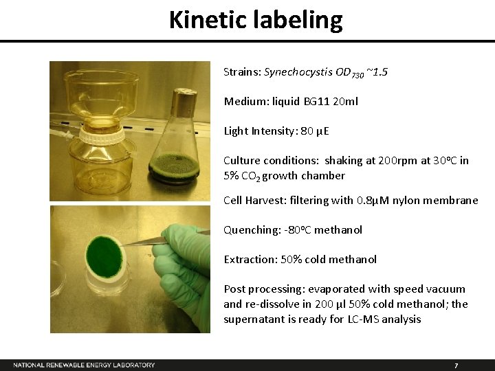 Kinetic labeling Strains: Synechocystis OD 730 ~1. 5 Medium: liquid BG 11 20 ml