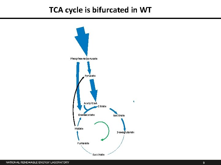 TCA cycle is bifurcated in WT Phosphoenolpyruvate Pyruvate Acetyl Co. A Citrate Oxaloacetate Isocitrate