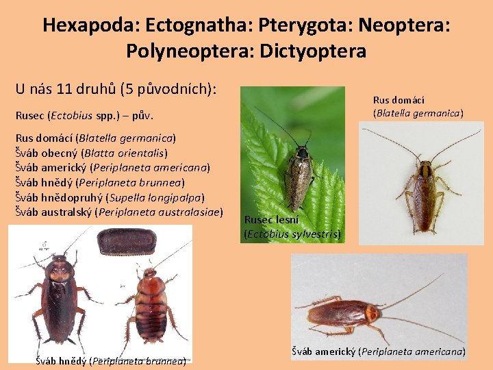 Hexapoda: Ectognatha: Pterygota: Neoptera: Polyneoptera: Dictyoptera U nás 11 druhů (5 původních): Rus domácí Hexapoda: Ectognatha: Pterygota: Neoptera: Polyneoptera: Dictyoptera U nás 11 druhů (5 původních): Rus domácí