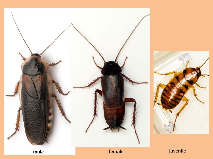 male female juvenile male female juvenile