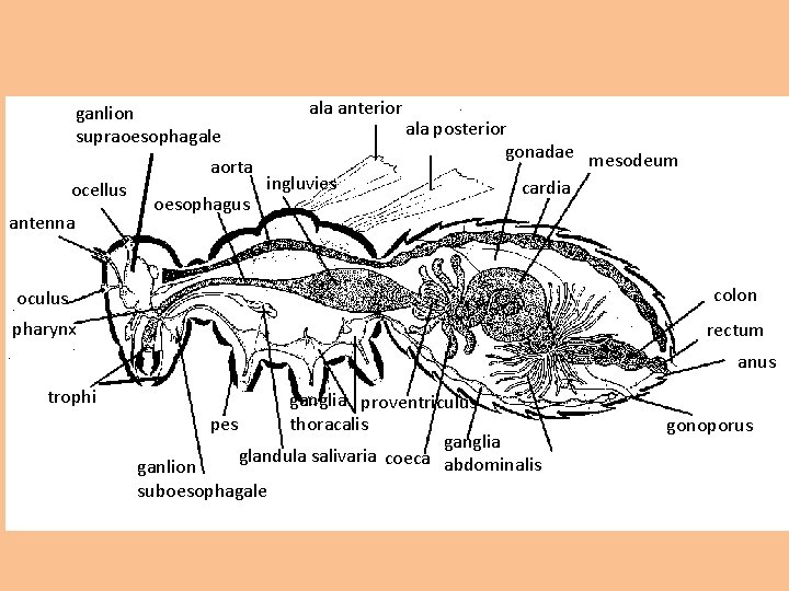 ganlion supraoesophagale ocellus antenna aorta oesophagus ala anterior ingluvies ala posterior gonadae mesodeum cardia ganlion supraoesophagale ocellus antenna aorta oesophagus ala anterior ingluvies ala posterior gonadae mesodeum cardia