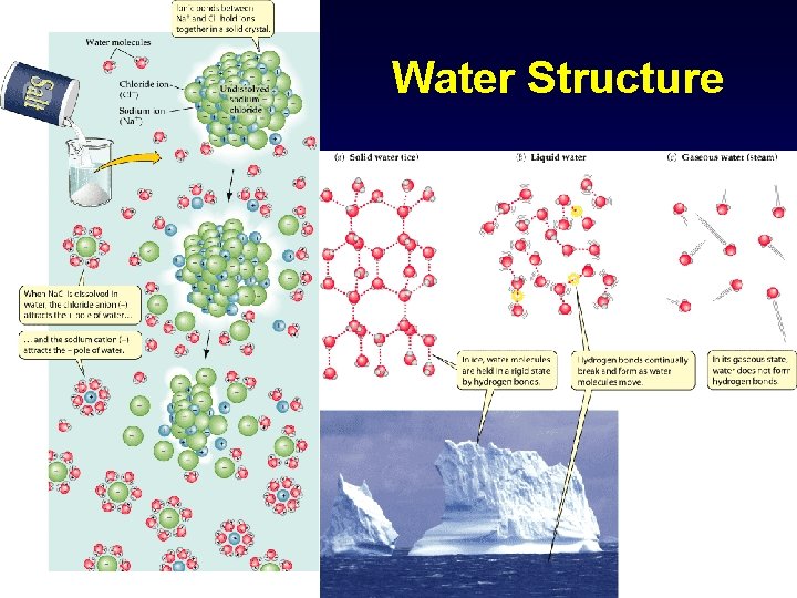 Water Structure 