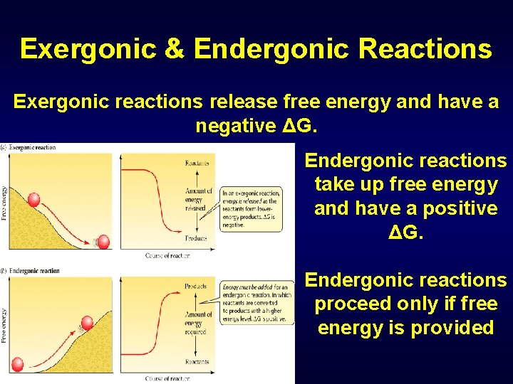 Exergonic & Endergonic Reactions Exergonic reactions release free energy and have a negative ΔG.
