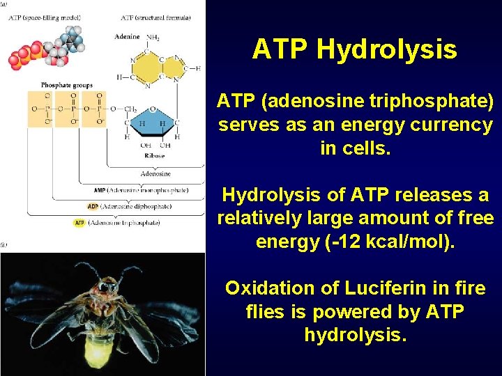 ATP Hydrolysis ATP (adenosine triphosphate) serves as an energy currency in cells. Hydrolysis of