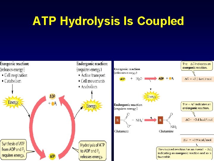 ATP Hydrolysis Is Coupled 