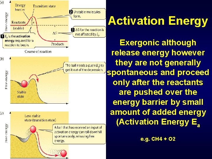 Activation Energy Exergonic although release energy however they are not generally spontaneous and proceed