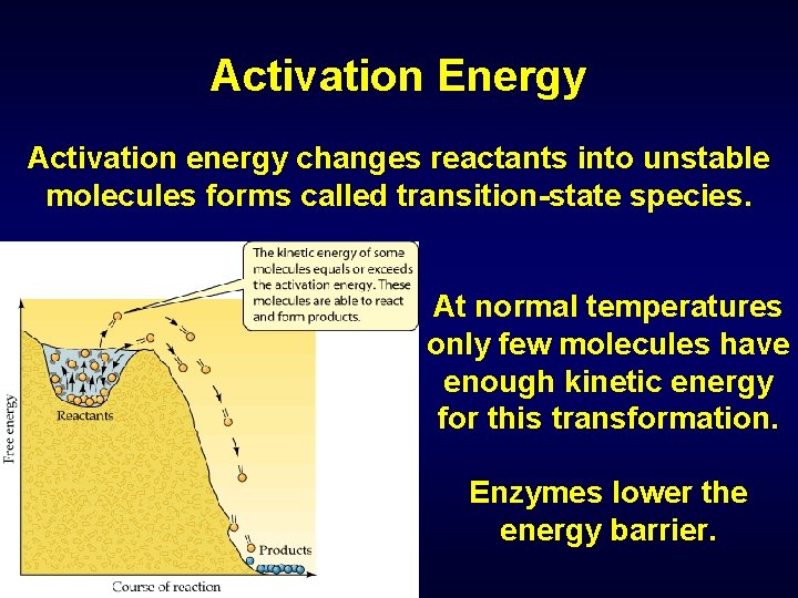 Activation Energy Activation energy changes reactants into unstable molecules forms called transition-state species. At