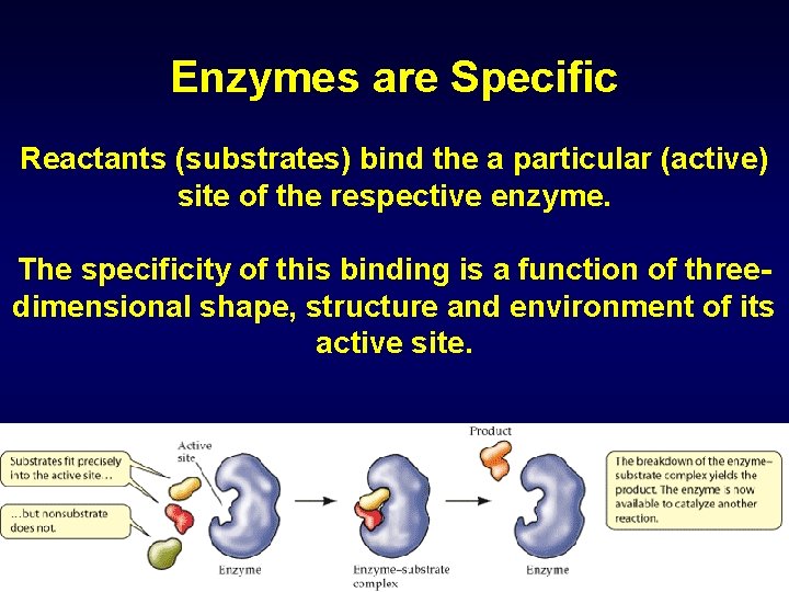 Enzymes are Specific Reactants (substrates) bind the a particular (active) site of the respective