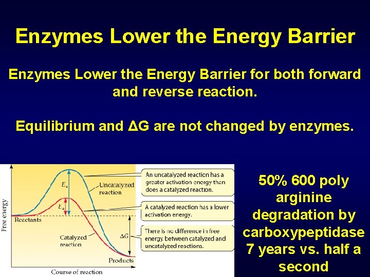 Enzymes Lower the Energy Barrier for both forward and reverse reaction. Equilibrium and ΔG