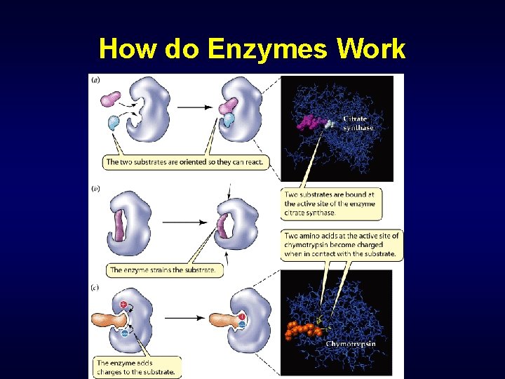 How do Enzymes Work 