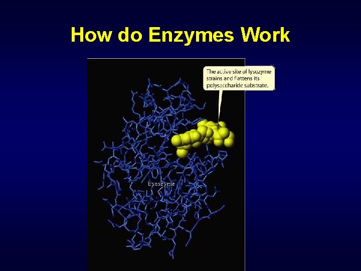 How do Enzymes Work 