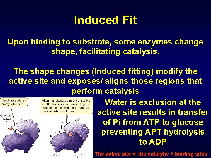 Induced Fit Upon binding to substrate, some enzymes change shape, facilitating catalysis. The shape