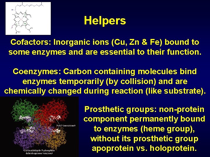 Helpers Cofactors: Inorganic ions (Cu, Zn & Fe) bound to some enzymes and are
