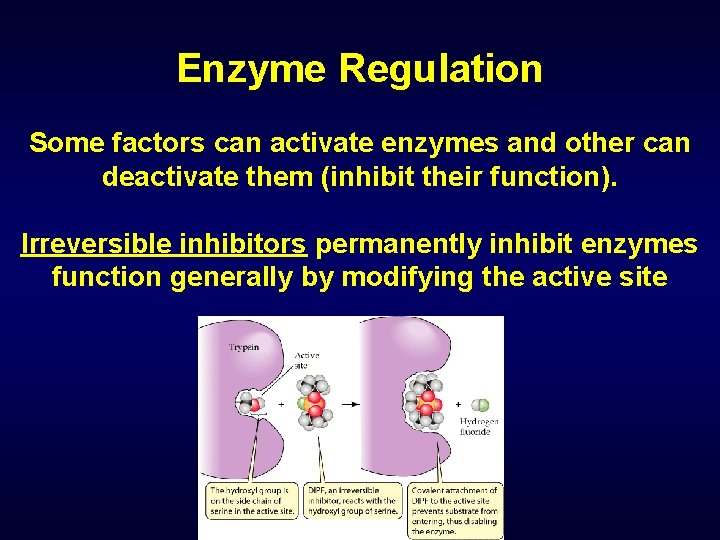 Enzyme Regulation Some factors can activate enzymes and other can deactivate them (inhibit their