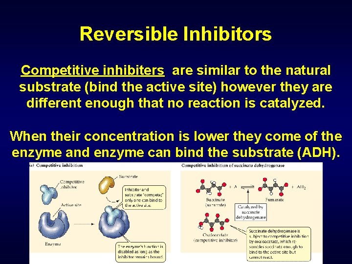 Reversible Inhibitors Competitive inhibiters are similar to the natural substrate (bind the active site)