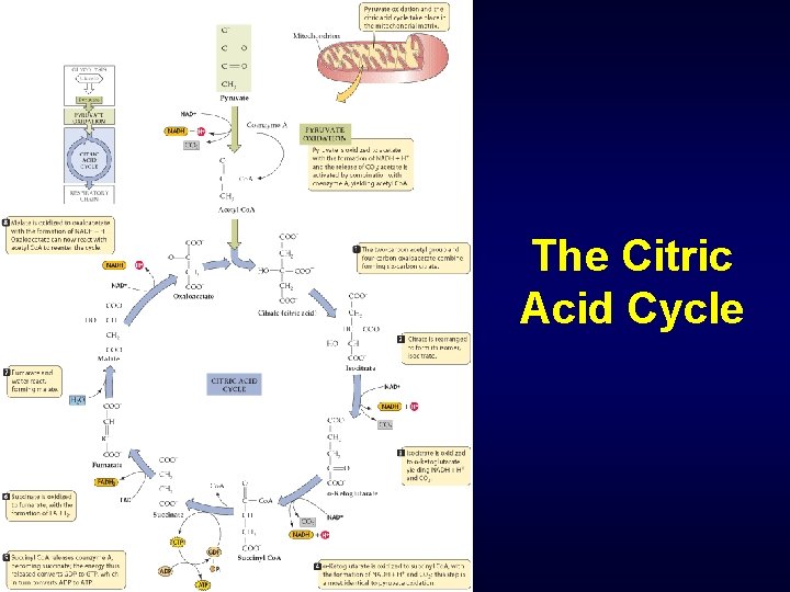 The Citric Acid Cycle 