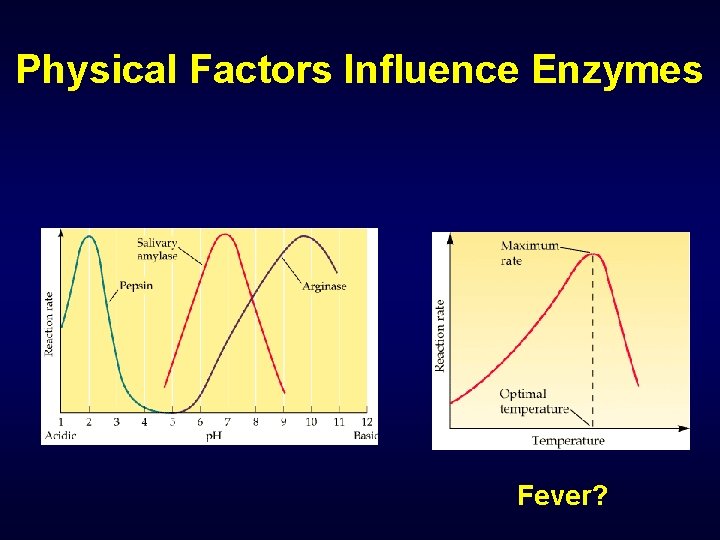 Physical Factors Influence Enzymes Fever? 