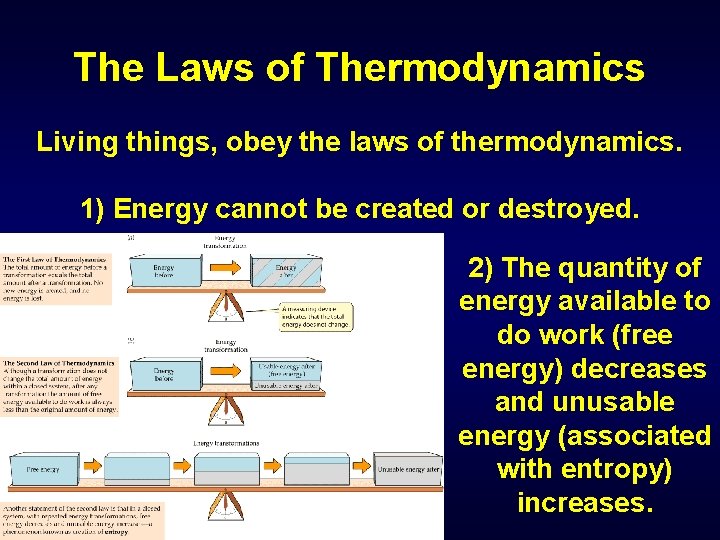 The Laws of Thermodynamics Living things, obey the laws of thermodynamics. 1) Energy cannot