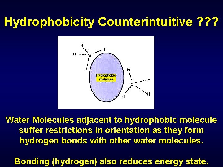 Hydrophobicity Counterintuitive ? ? ? Water Molecules adjacent to hydrophobic molecule suffer restrictions in