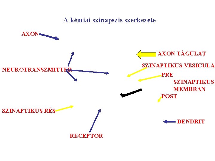A kémiai szinapszis szerkezete AXON TÁGULAT NEUROTRANSZMITTER SZINAPTIKUS VESICULA PRE SZINAPTIKUS MEMBRAN POST SZINAPTIKUS
