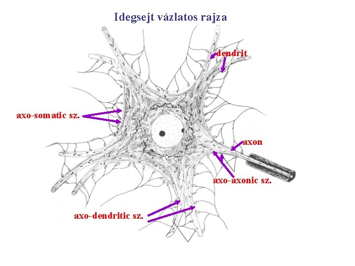 Idegsejt vázlatos rajza dendrit axo-somatic sz. axon axo-axonic sz. axo-dendritic sz. 