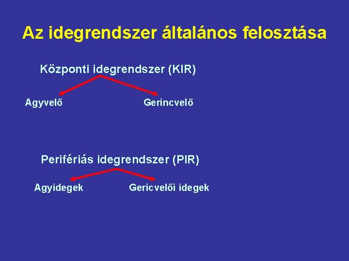 Az idegrendszer általános felosztása Központi idegrendszer (KIR) Agyvelő Gerincvelő Perifériás idegrendszer (PIR) Agyidegek Gericvelői