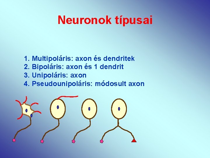 Neuronok típusai 1. Multipoláris: axon és dendritek 2. Bipoláris: axon és 1 dendrit 3.