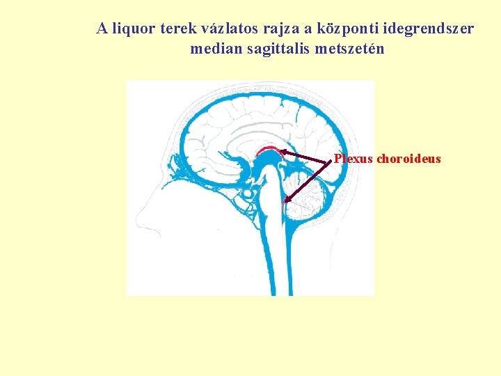 A liquor terek vázlatos rajza a központi idegrendszer median sagittalis metszetén Plexus choroideus 