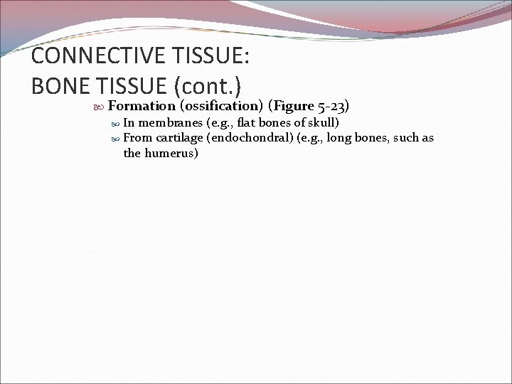 CONNECTIVE TISSUE: BONE TISSUE (cont. ) Formation (ossification) (Figure 5 -23) In membranes (e.