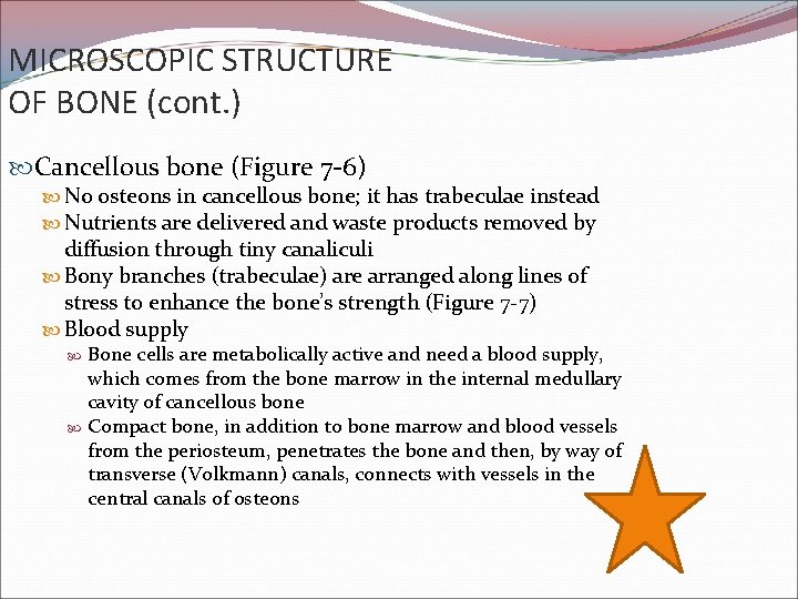 MICROSCOPIC STRUCTURE OF BONE (cont. ) Cancellous bone (Figure 7 -6) No osteons in