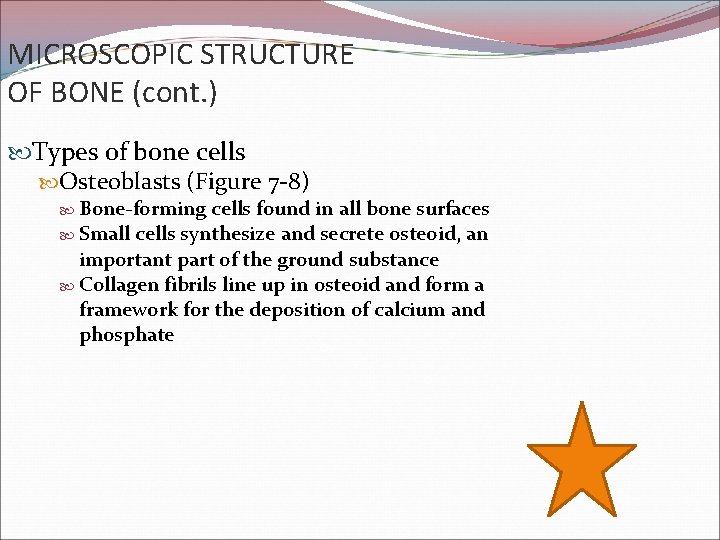 MICROSCOPIC STRUCTURE OF BONE (cont. ) Types of bone cells Osteoblasts (Figure 7 -8)