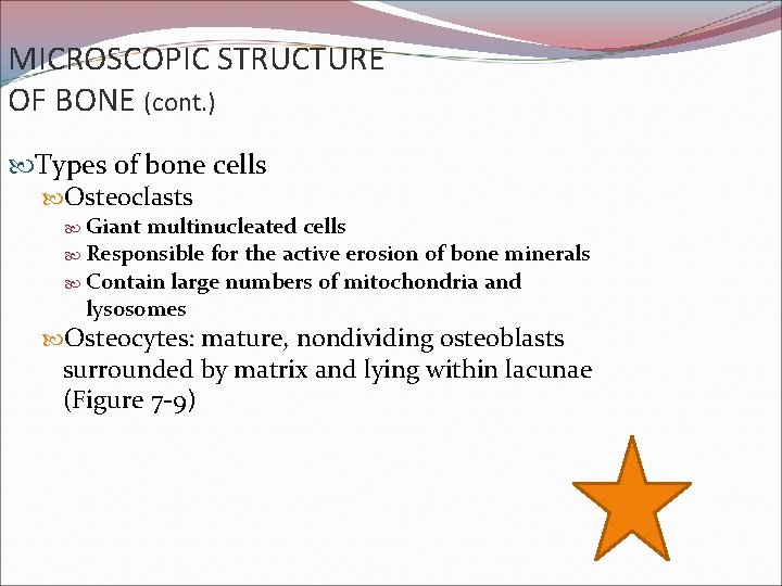 MICROSCOPIC STRUCTURE OF BONE (cont. ) Types of bone cells Osteoclasts Giant multinucleated cells