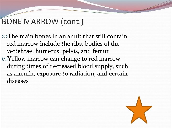 BONE MARROW (cont. ) The main bones in an adult that still contain red