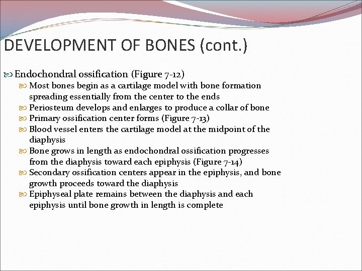 DEVELOPMENT OF BONES (cont. ) Endochondral ossification (Figure 7 -12) Most bones begin as