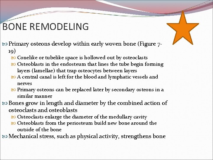 BONE REMODELING Primary osteons develop within early woven bone (Figure 719) Conelike or tubelike