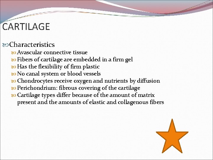 CARTILAGE Characteristics Avascular connective tissue Fibers of cartilage are embedded in a firm gel