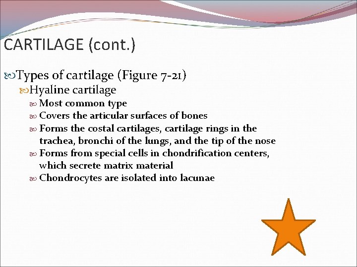 CARTILAGE (cont. ) Types of cartilage (Figure 7 -21) Hyaline cartilage Most common type