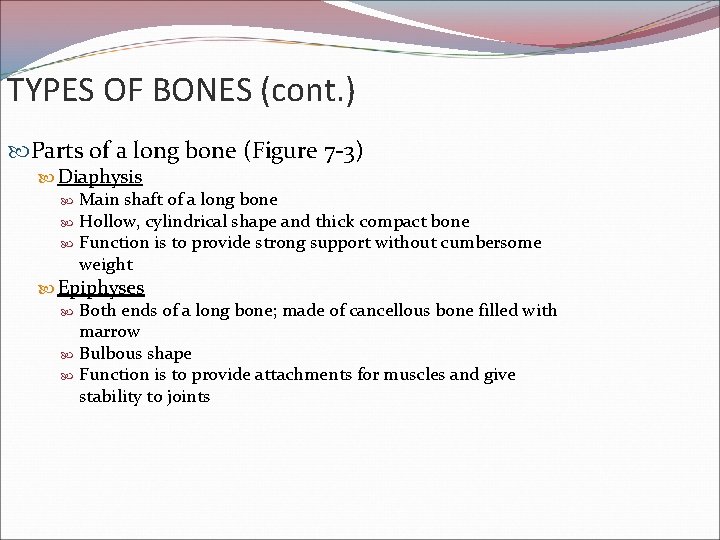 TYPES OF BONES (cont. ) Parts of a long bone (Figure 7 -3) Diaphysis
