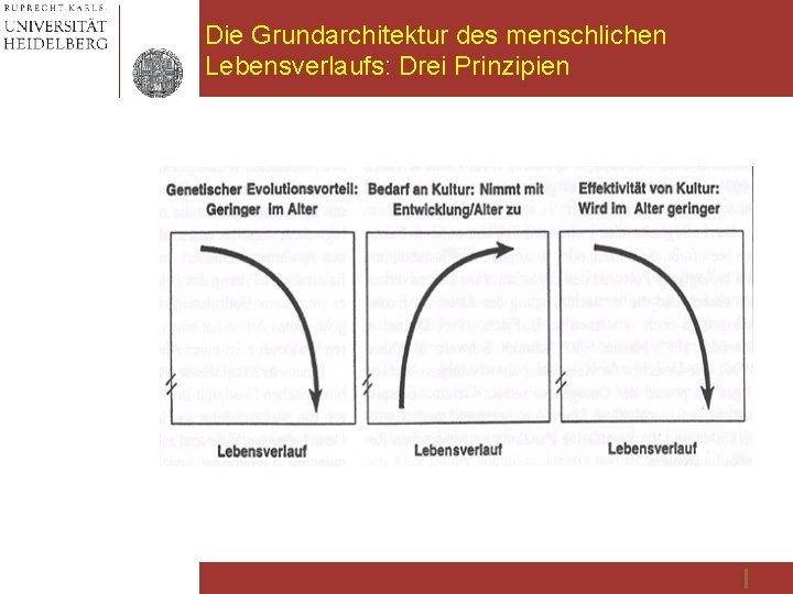 Die Grundarchitektur des menschlichen Lebensverlaufs: Drei Prinzipien 