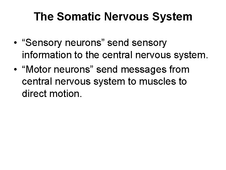 The Somatic Nervous System • “Sensory neurons” send sensory information to the central nervous