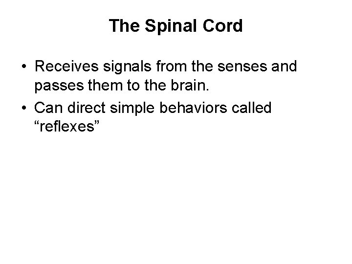 The Spinal Cord • Receives signals from the senses and passes them to the