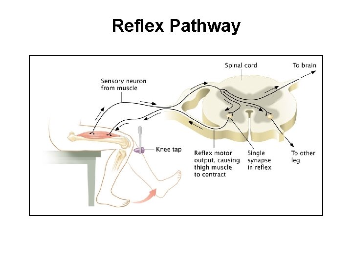 Reflex Pathway 