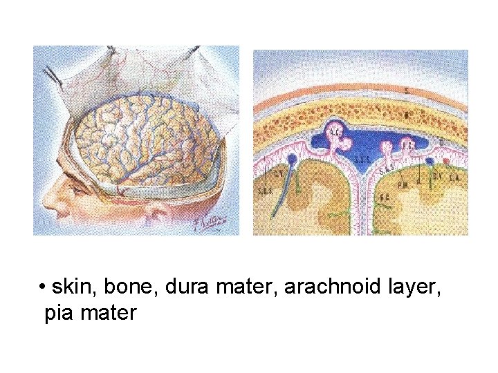  • skin, bone, dura mater, arachnoid layer, pia mater 