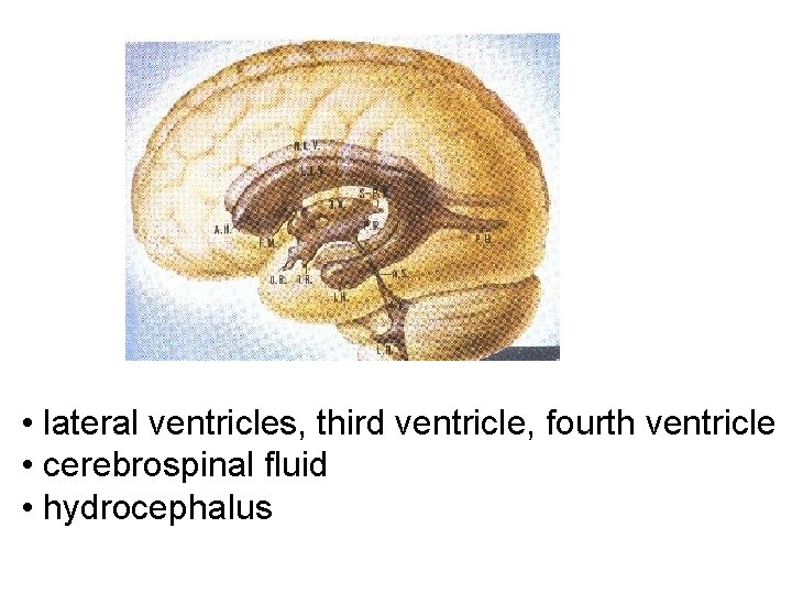  • lateral ventricles, third ventricle, fourth ventricle • cerebrospinal fluid • hydrocephalus 