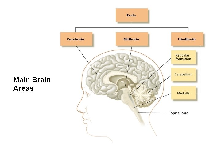 Main Brain Areas 