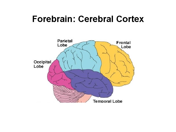Forebrain: Cerebral Cortex 