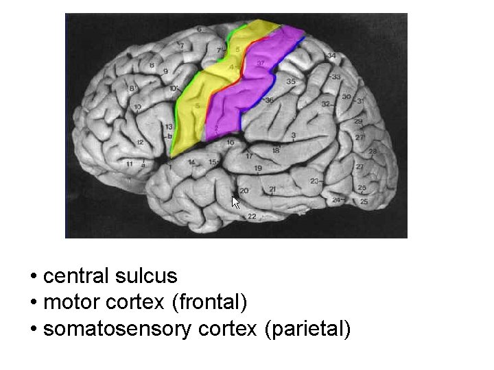  • central sulcus • motor cortex (frontal) • somatosensory cortex (parietal) 