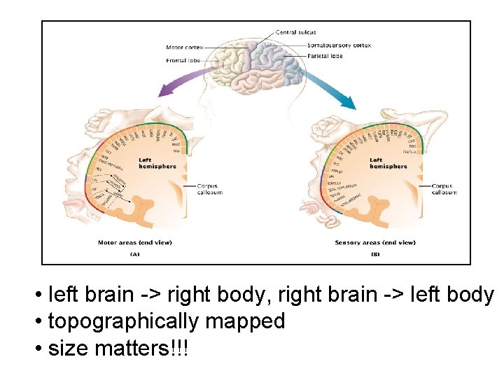  • left brain -> right body, right brain -> left body • topographically