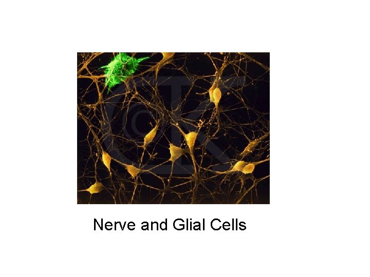 Nerve and Glial Cells 